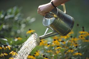 Person using a metal watering can to water Black-eyed Susans