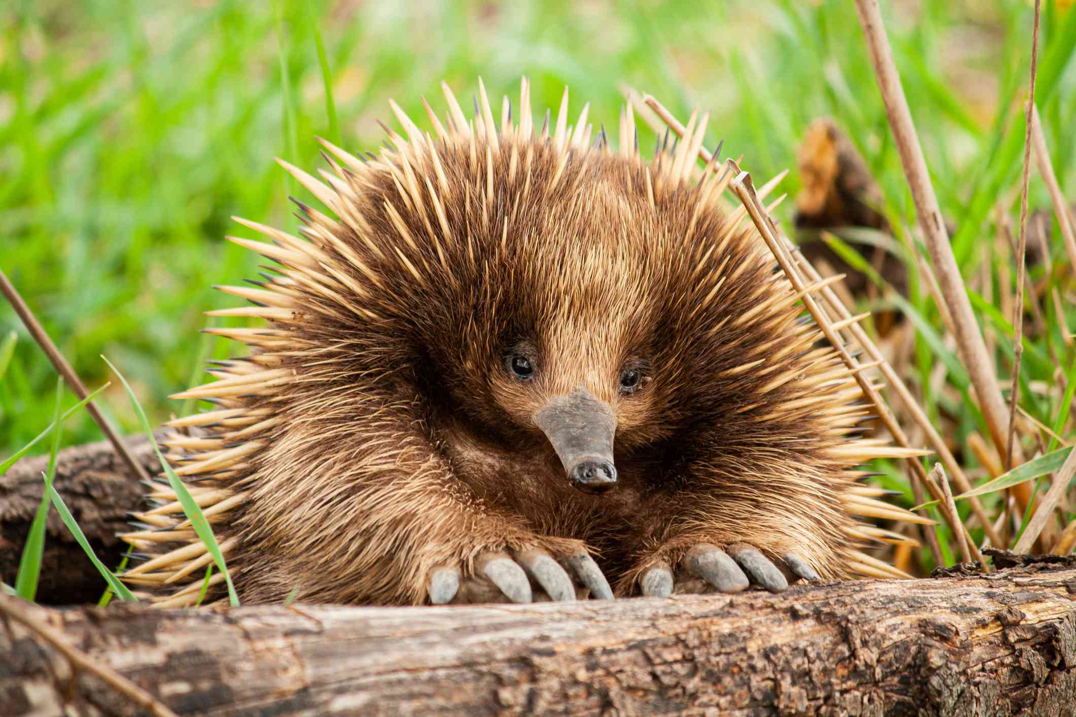 关闭短喙的echidna“width=