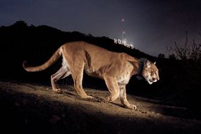 p-22美洲狮在好莱坞标志的前面