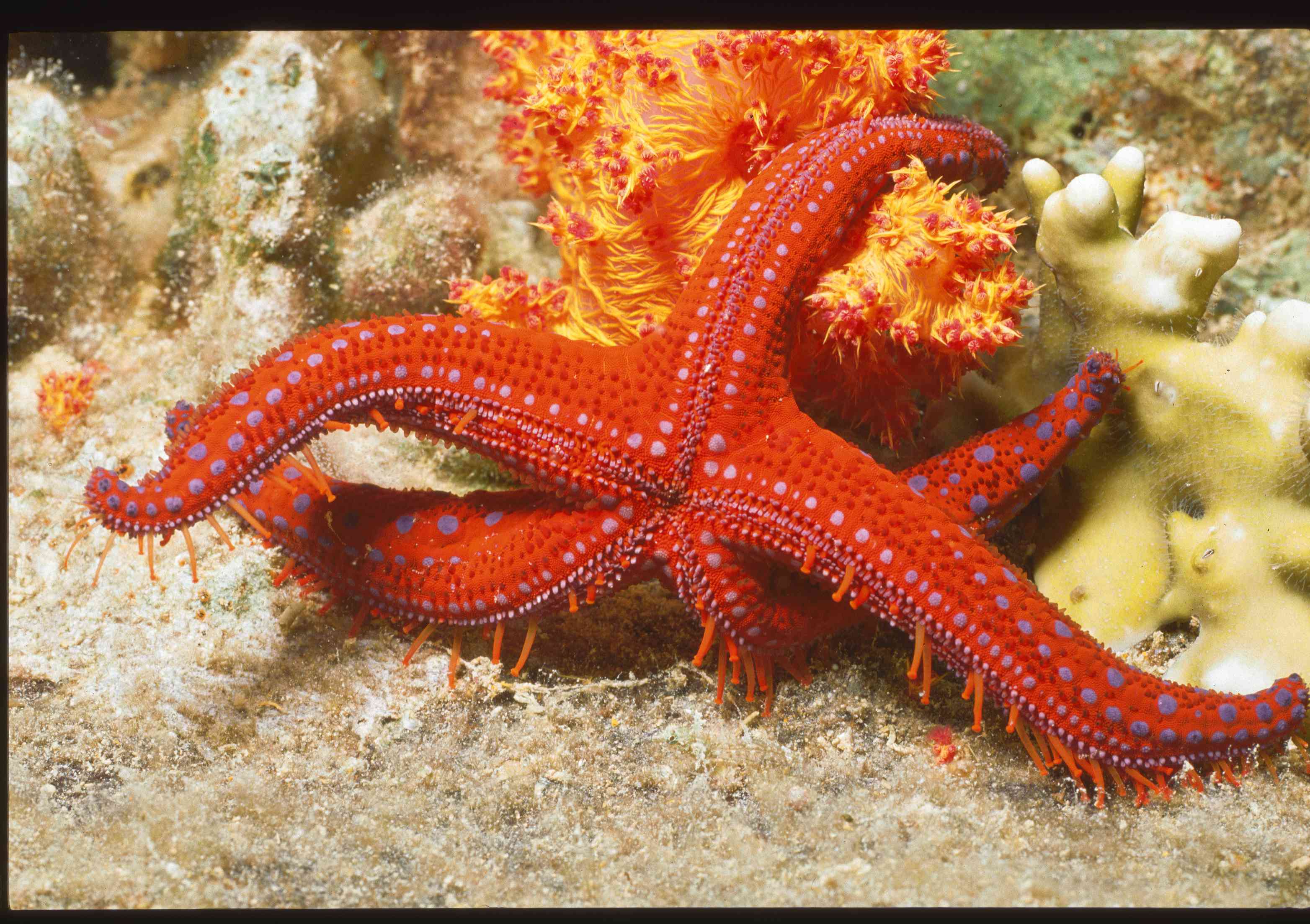 红海明星附加到水下的礁石。”width=