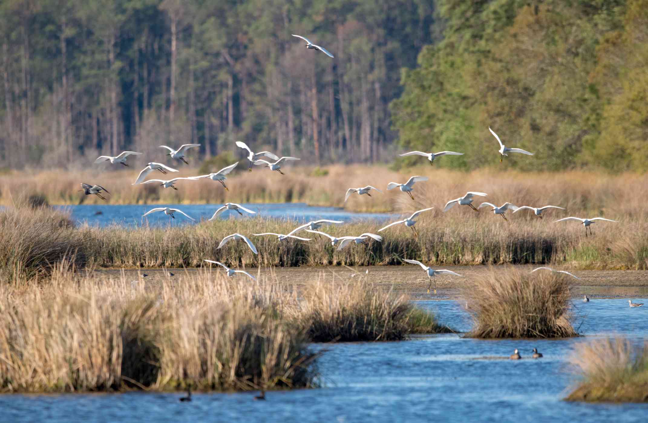 飞行在沼泽的白鸟。“width=