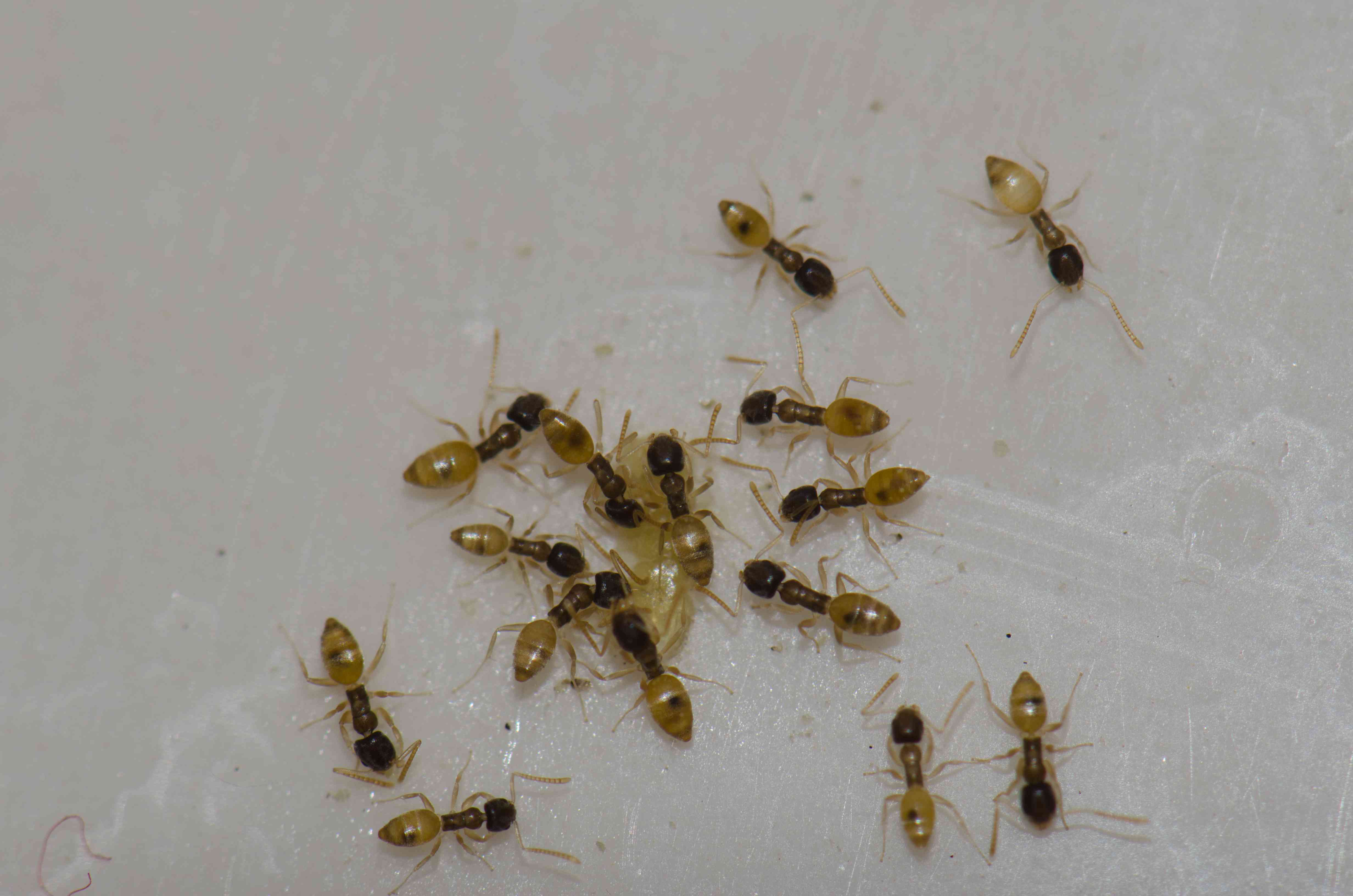 幽灵蚂蚁(Tapinoma melanocephalum)以食物残渣为食。