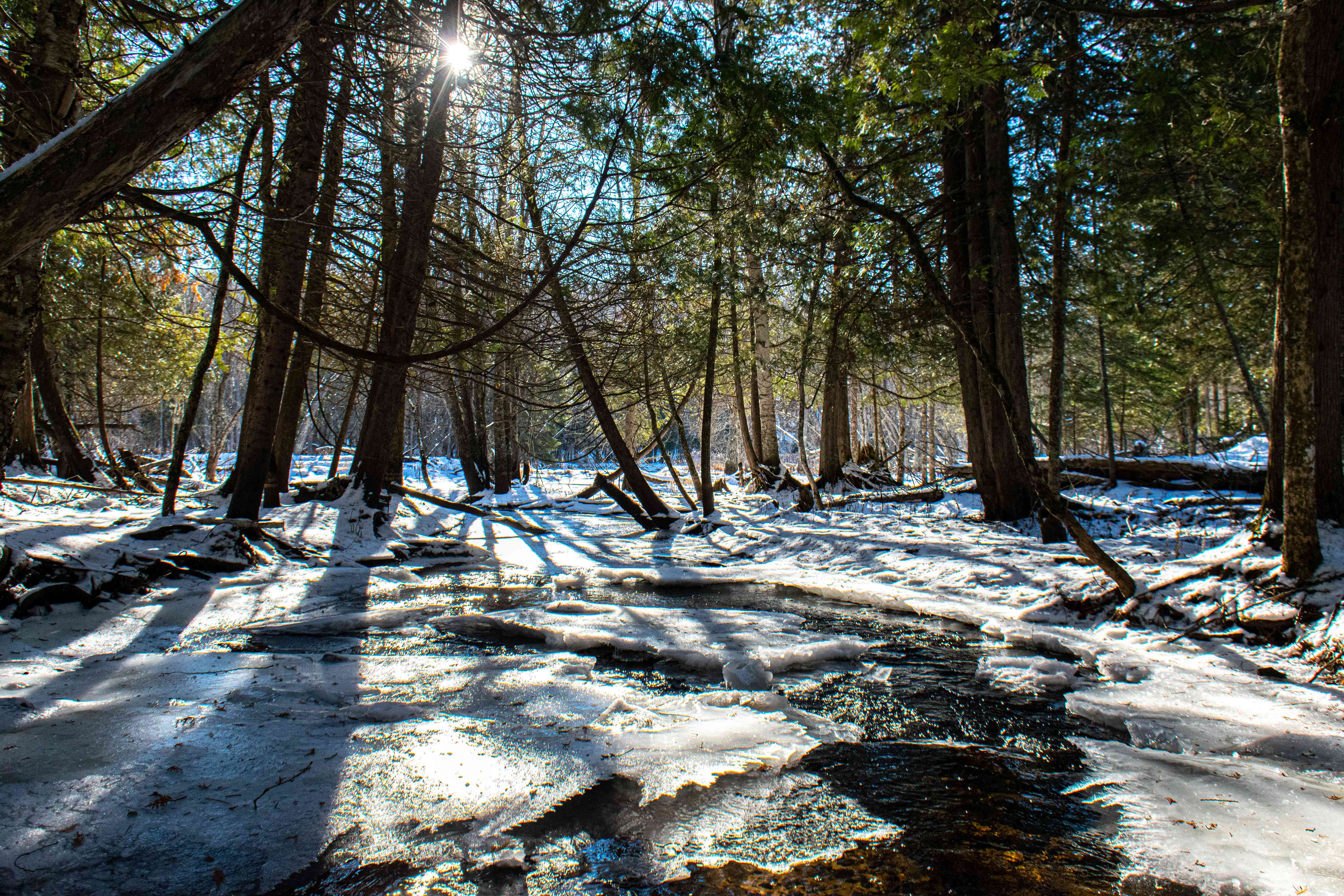 雪在阳光灿烂的森林中融化