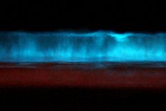 Red tide (bioluminescent dinoflagellates) lighting a breaking wave at midnight.