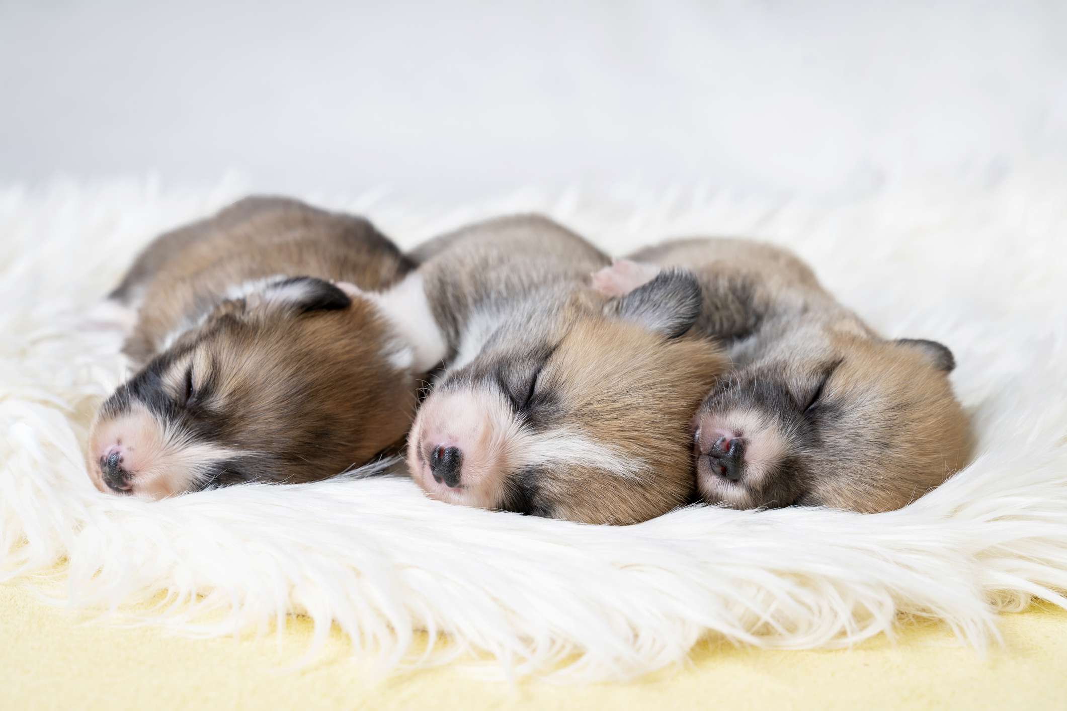 三只新生的小狗睡在一起