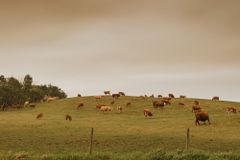 牛放牧在烟雾缭绕的天气