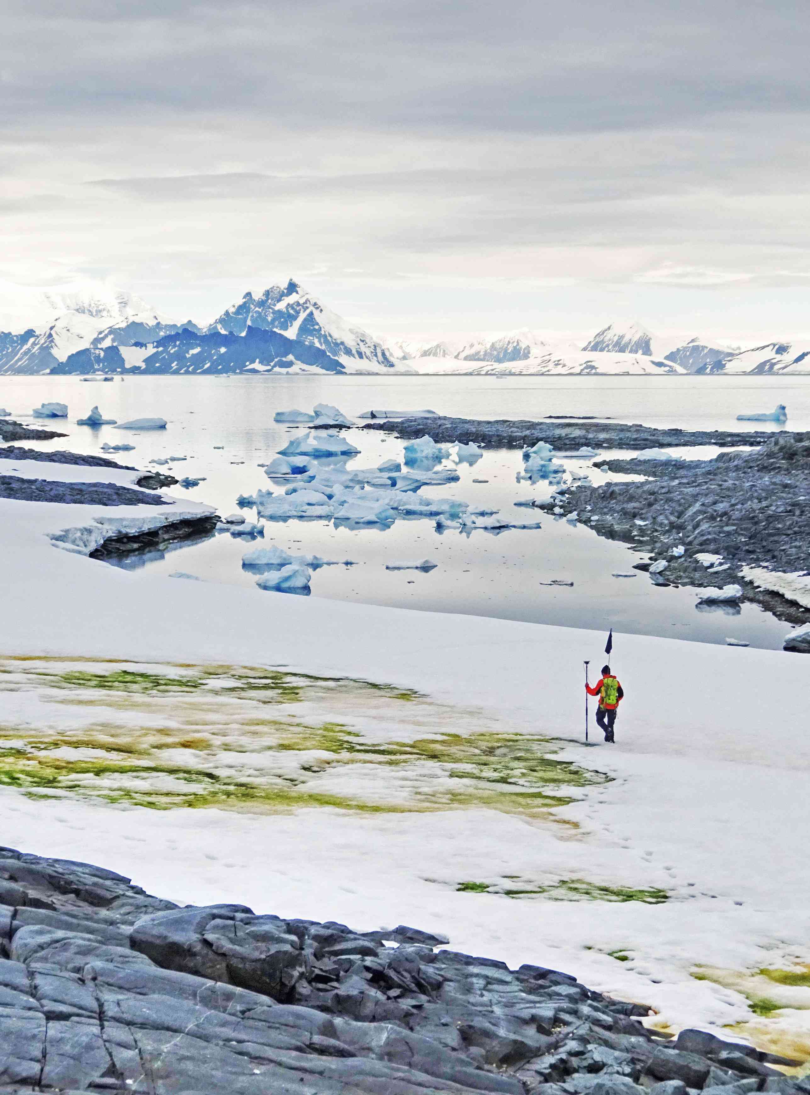 一位科学家在南极俯瞰绿色的雪。