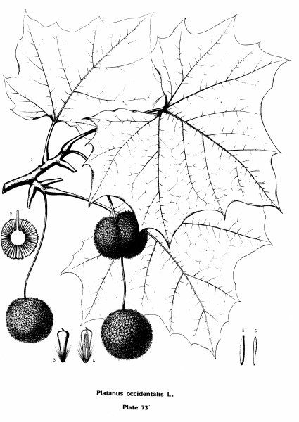 美国梧桐，西花Platanus western cidentalis