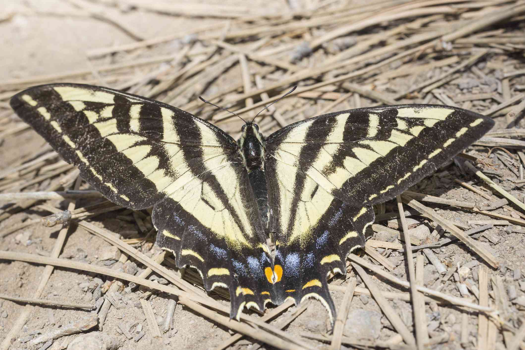 西部虎燕尾(Papilio rutulus)，布莱斯峡谷国家公园，犹他州＂width=