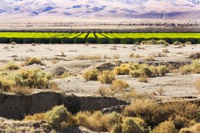 加州灌溉的农田与干旱的沙漠形成鲜明对比＂width=