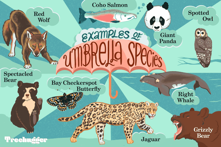九种动物的伞状物种例证＂class=