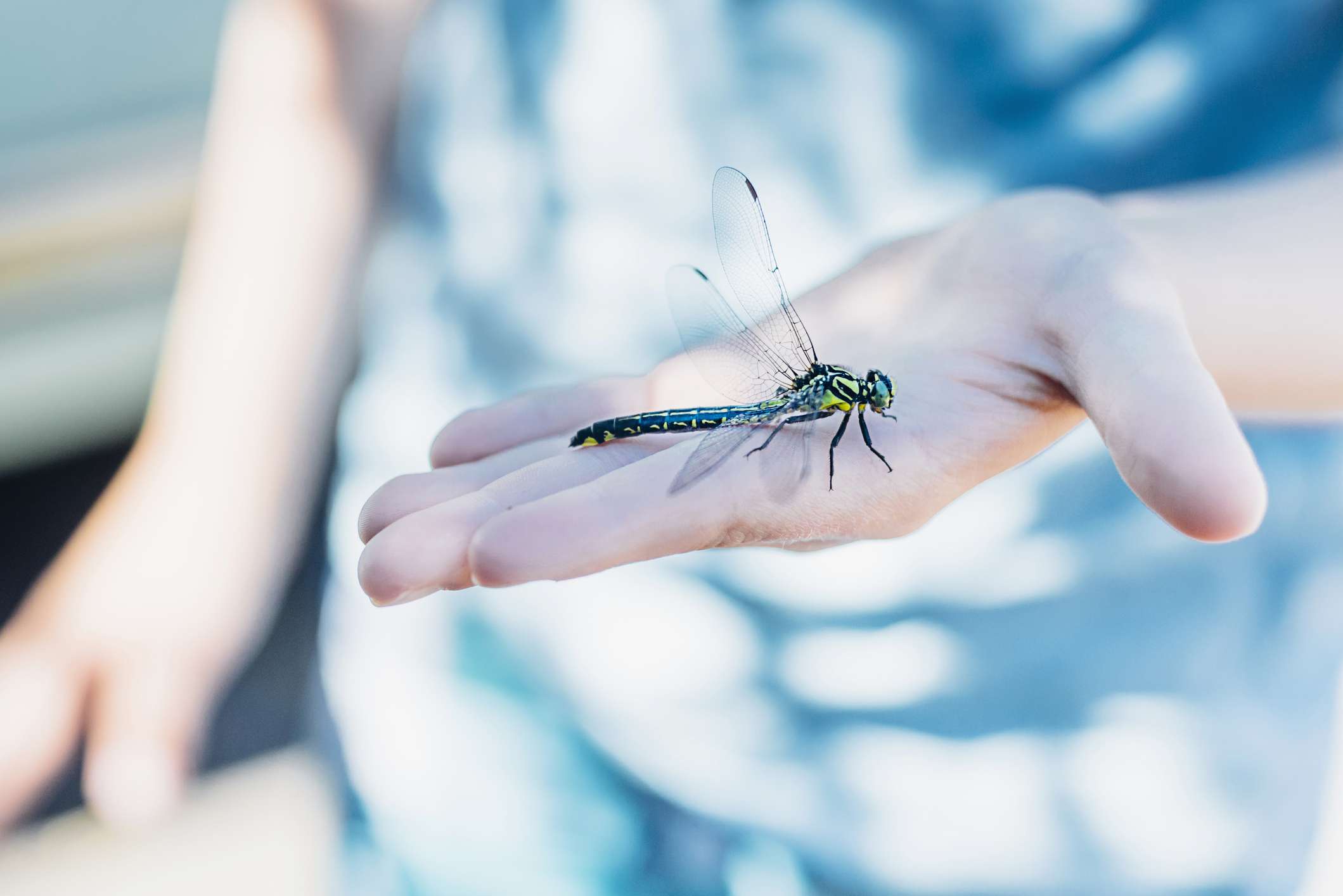 蜻蜓在一个孩子的手中休息＂width=