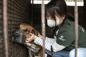 HSI韩国运动经理Nara Kim在韩国东林的一个前狗肉农场轻轻安慰一只狗，“width=