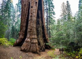 Stagg树，艾尔溪树林的一只巨型红杉“width=