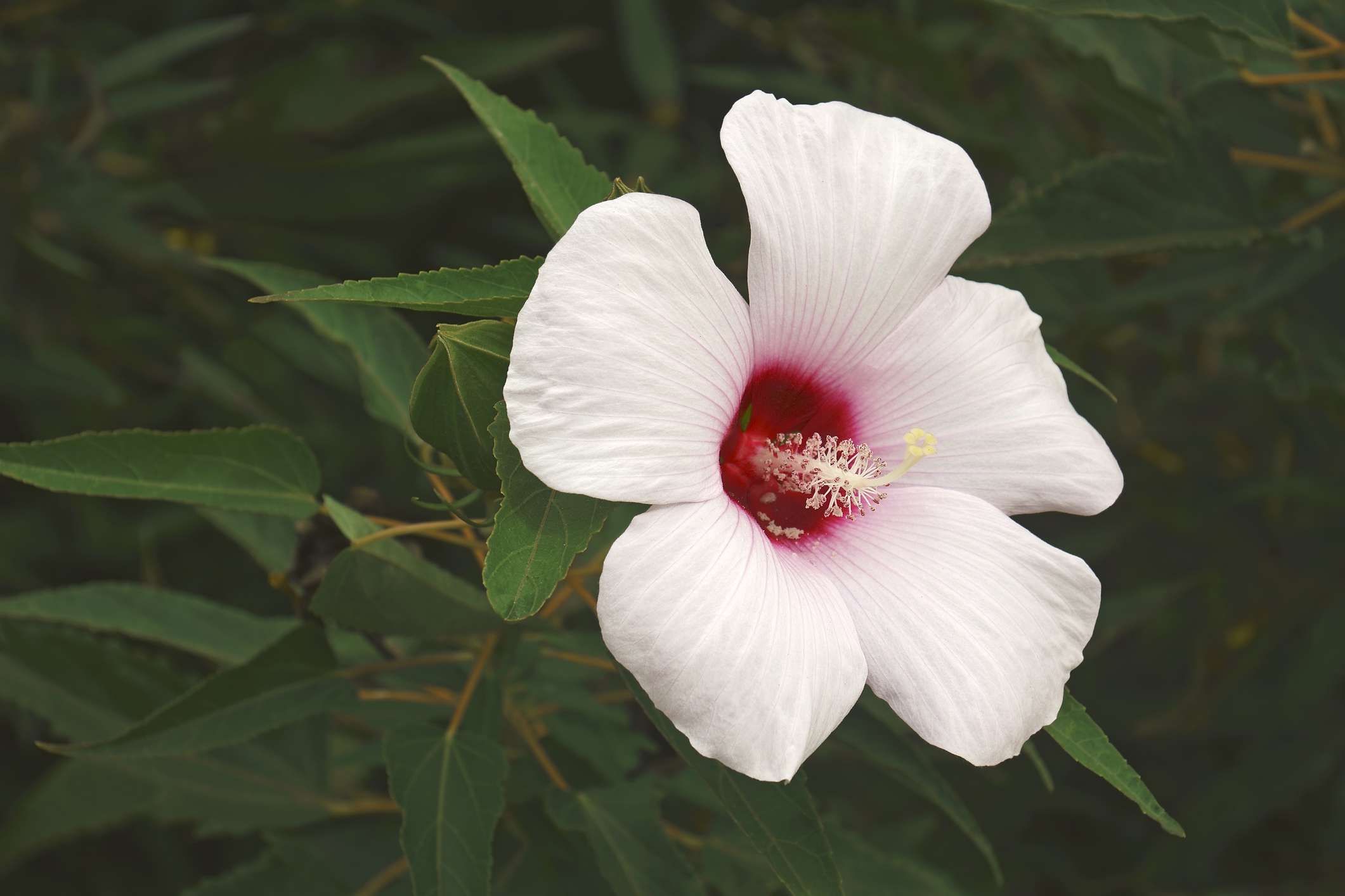 锦葵(芙蓉)