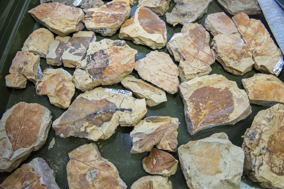 热带古生物与考古中心卡洛斯·贾拉米洛实验室的树叶化石。＂width=