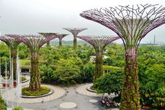 Super Tree Grove在新加坡的花园由海湾展示植物环境中的巨型多彩多姿的太阳树。