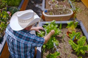 一个戴着牛仔帽的男人照料着他那涨高了的菜圃，菜圃里种满了生菜
