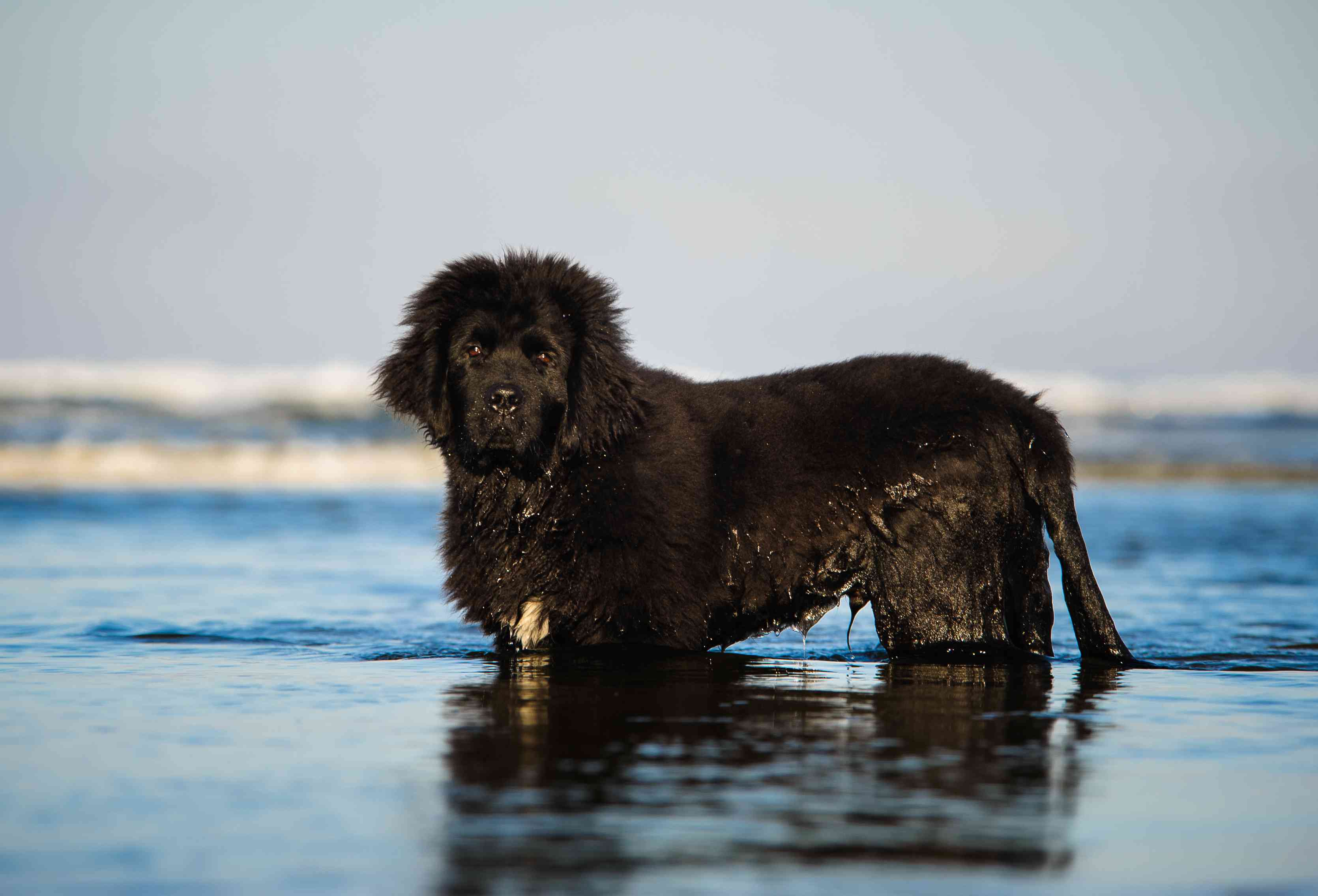 侧面肖像海洋与天空的纽芬兰犬”width=