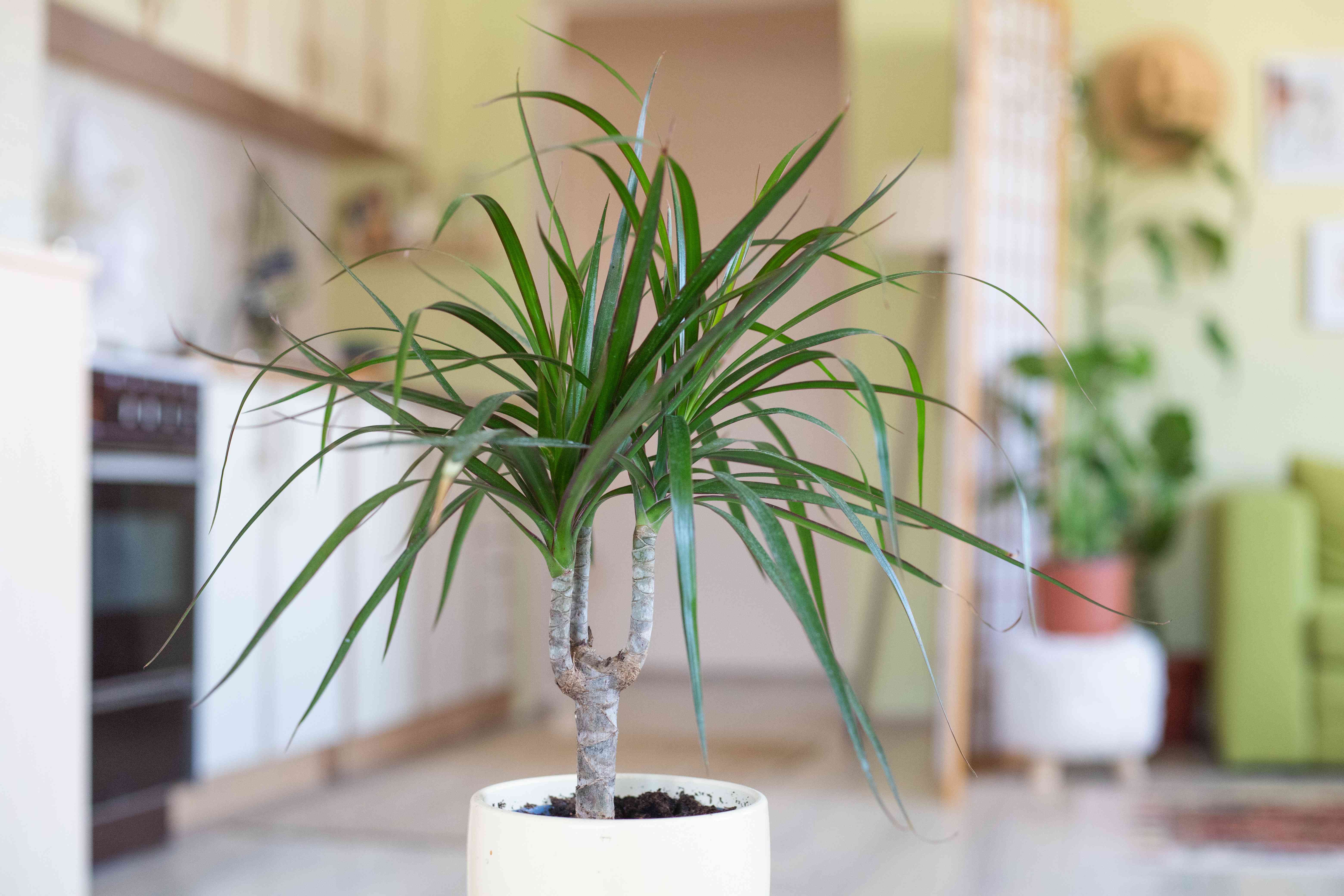 龙舌兰植物在白色花盆与工作室公寓厨房的背景＂width=