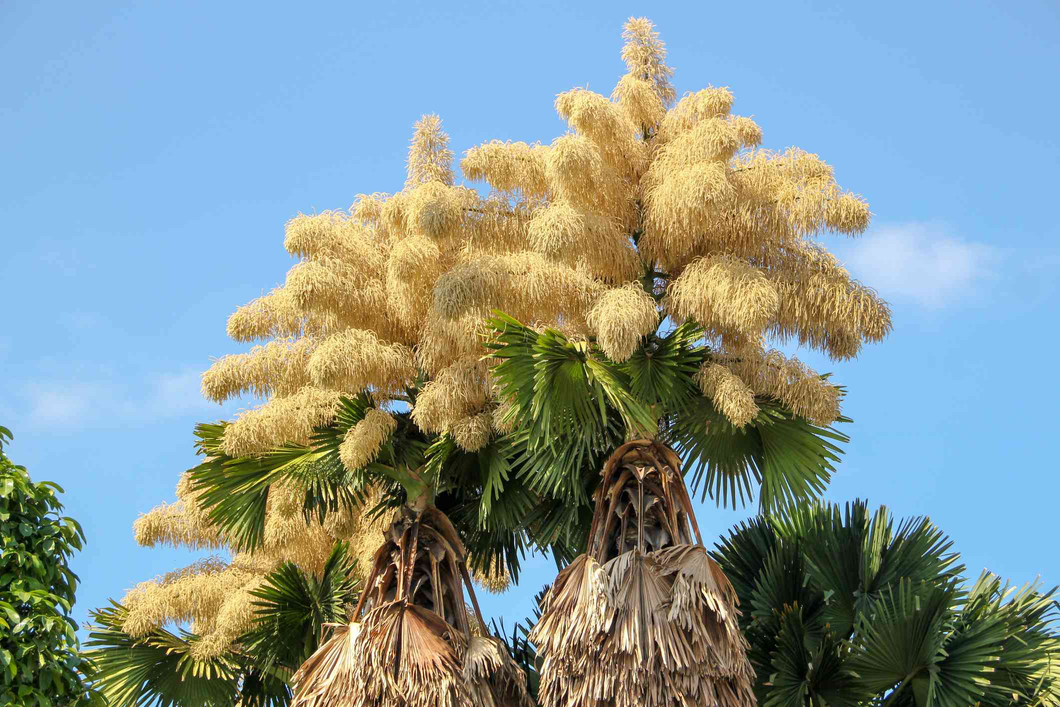 两棵树大小的棕榈塔里壶的开花顶部＂width=