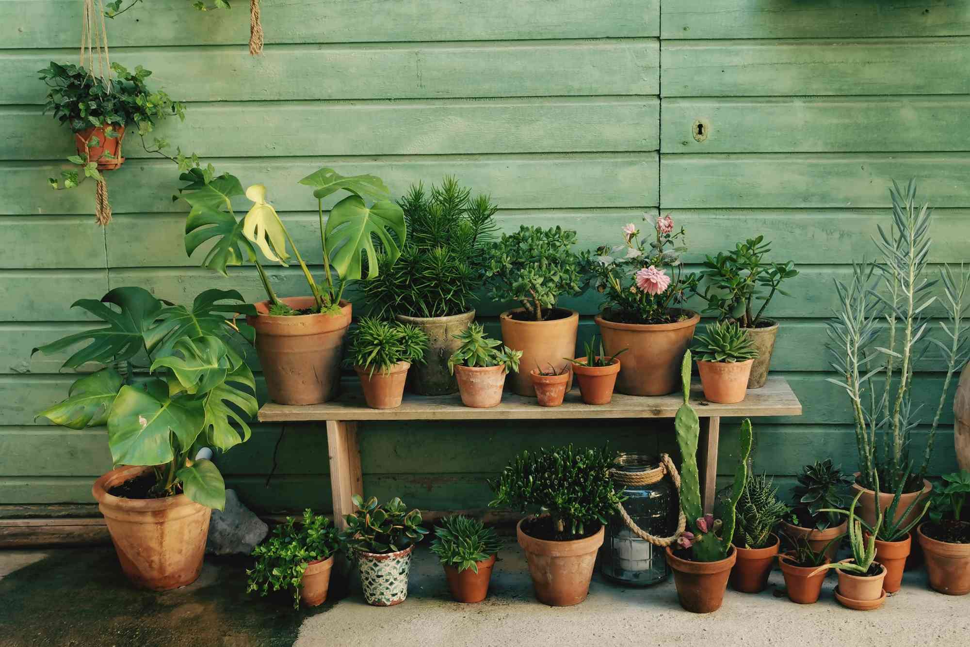 几十种植物在赤陶罐中靠着绿色的墙