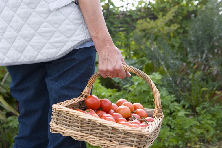 爱好农民拿着一篮子西红柿