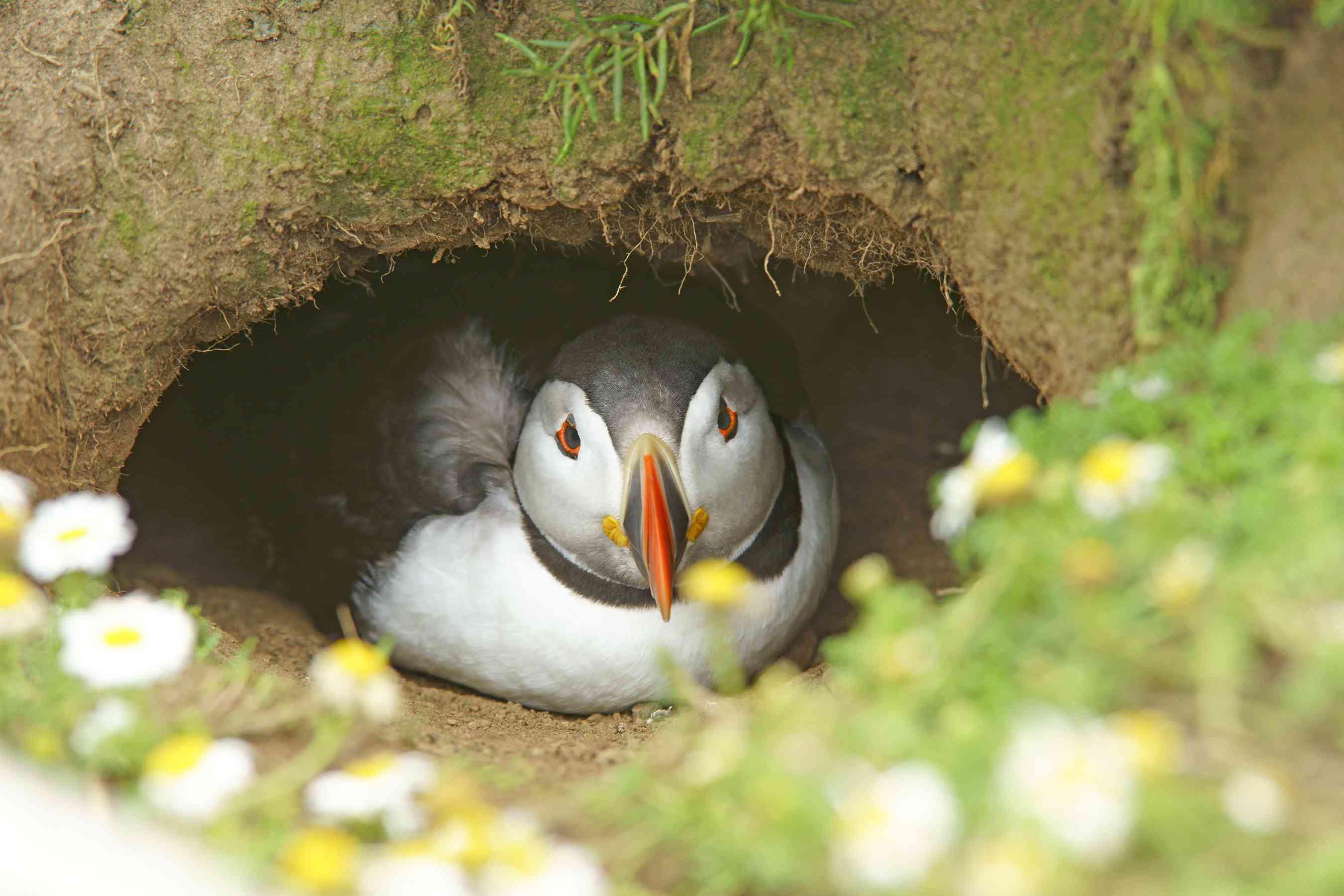 在英国威尔士斯科莫岛筑巢的大西洋海雀＂width=