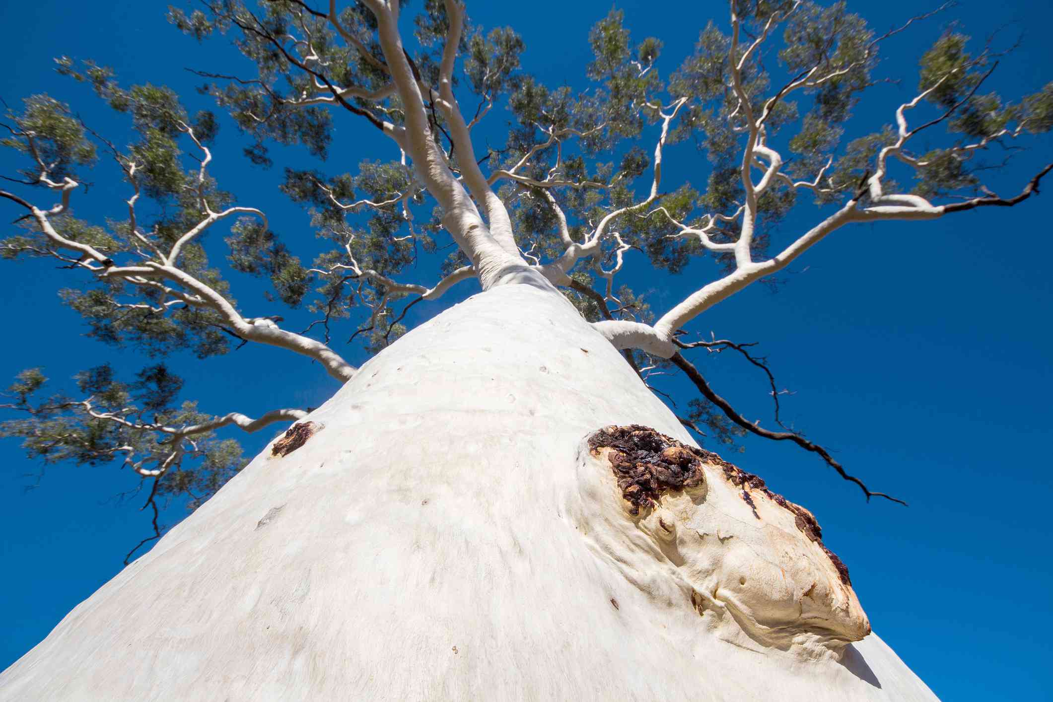 鬼胶(Corymbia aparrerinja)