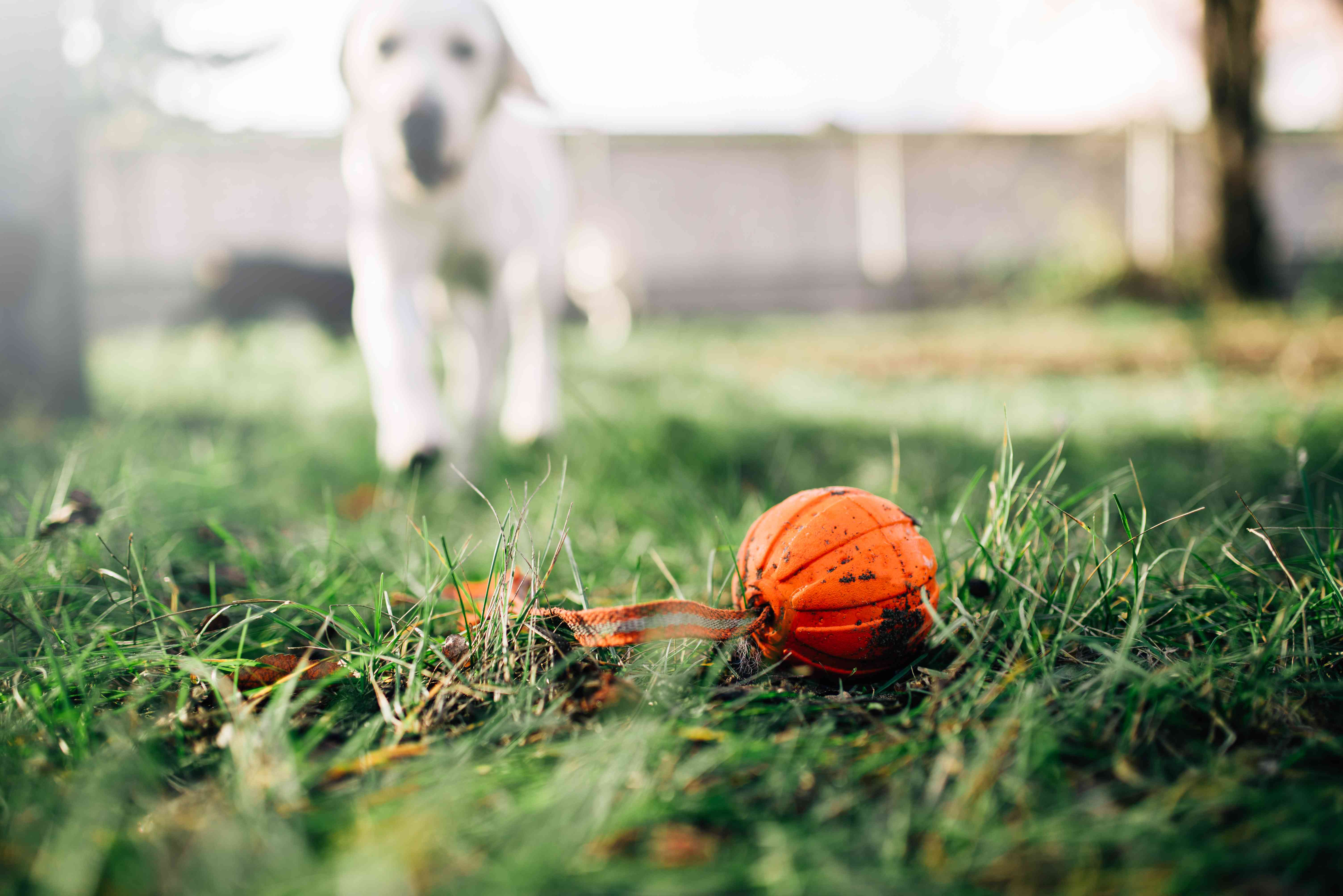 狗发现球