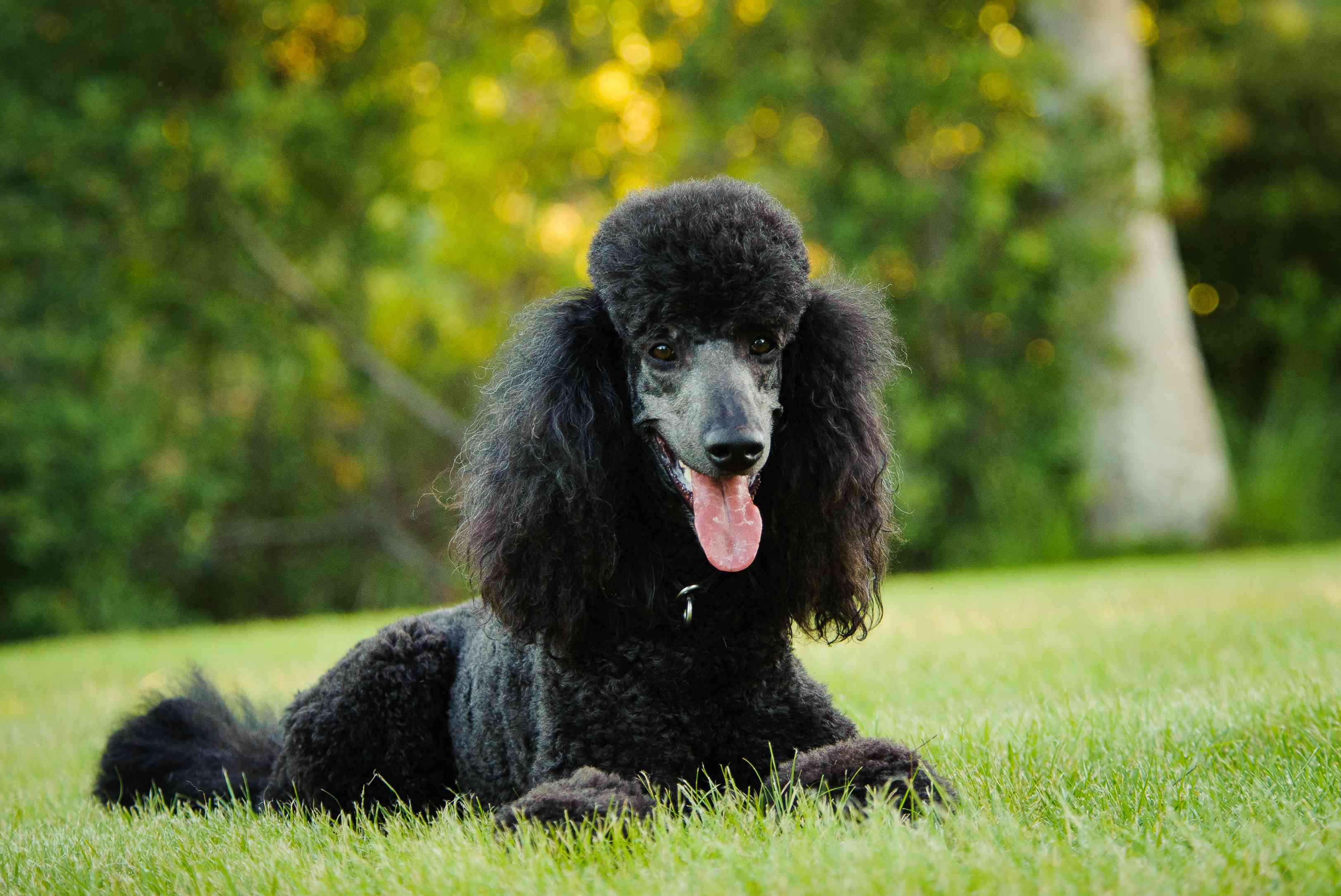 一只黑色的标准贵宾犬坐在草地上，吐着舌头