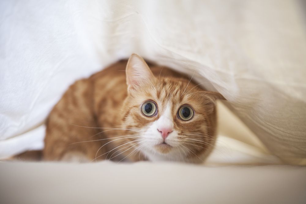害怕的猫在床下