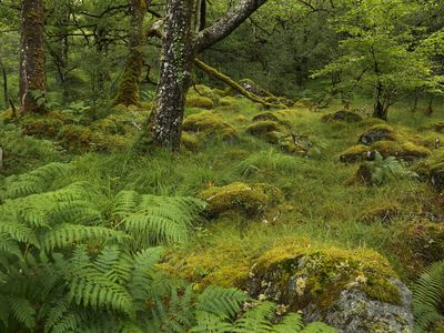 Celtic Rainforest in summer, Argyll, Scotland