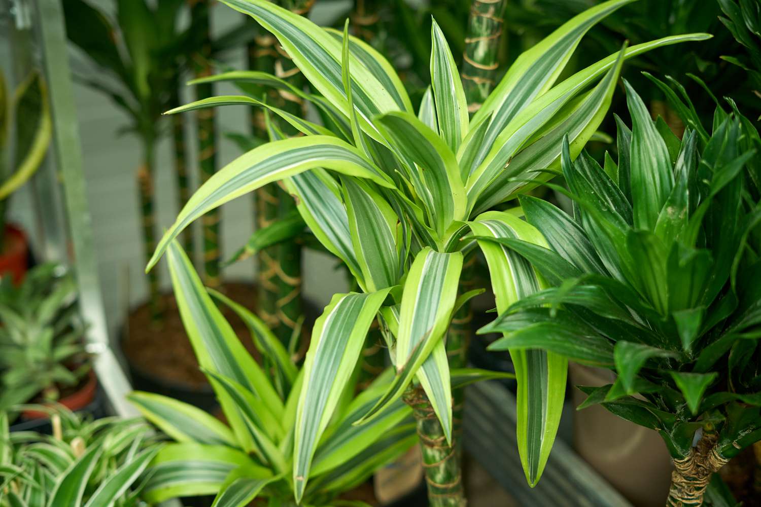 鲜艳的条纹叶片玉米植物展示在外面与其他植物＂width=