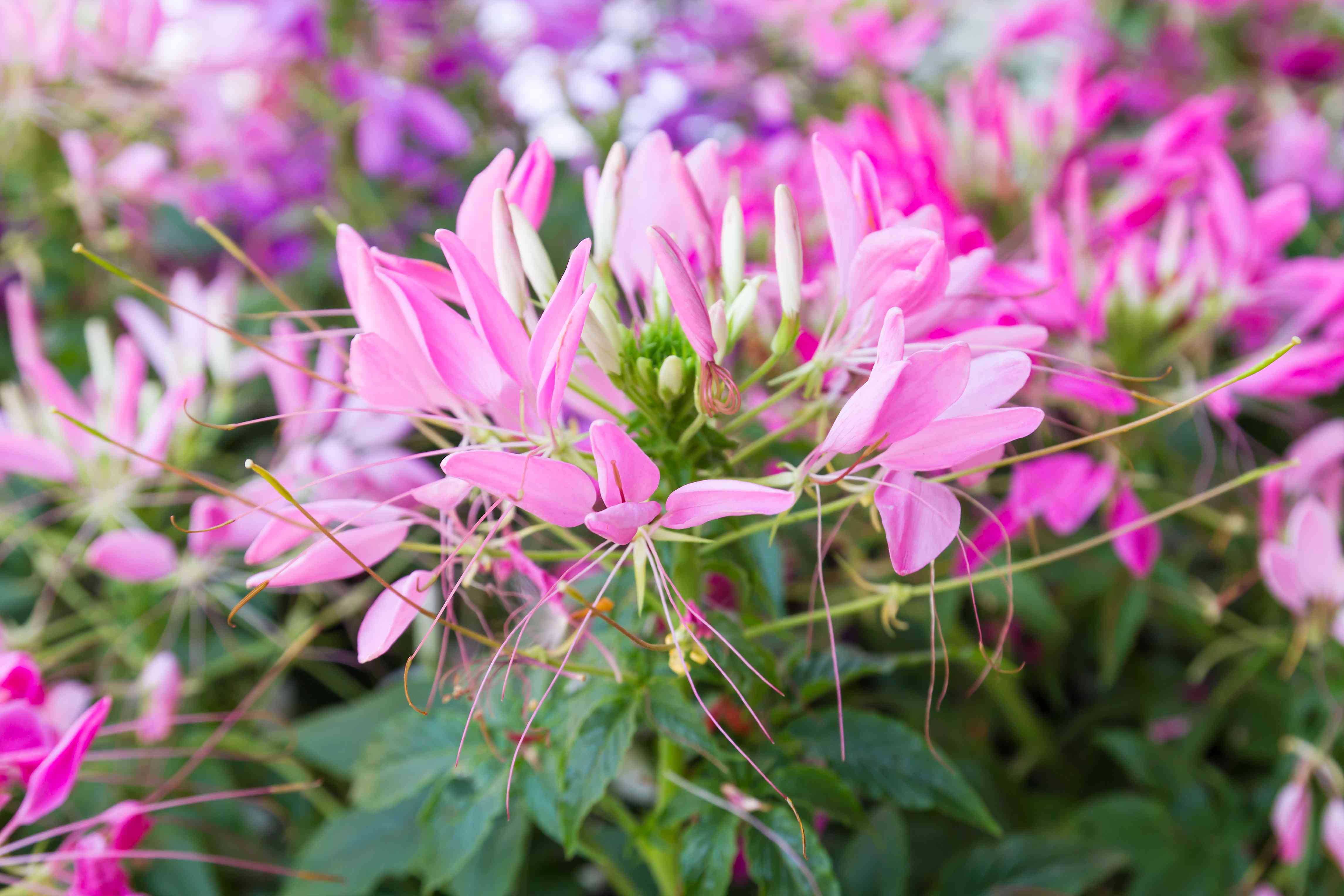 粉色蜘蛛花的特写