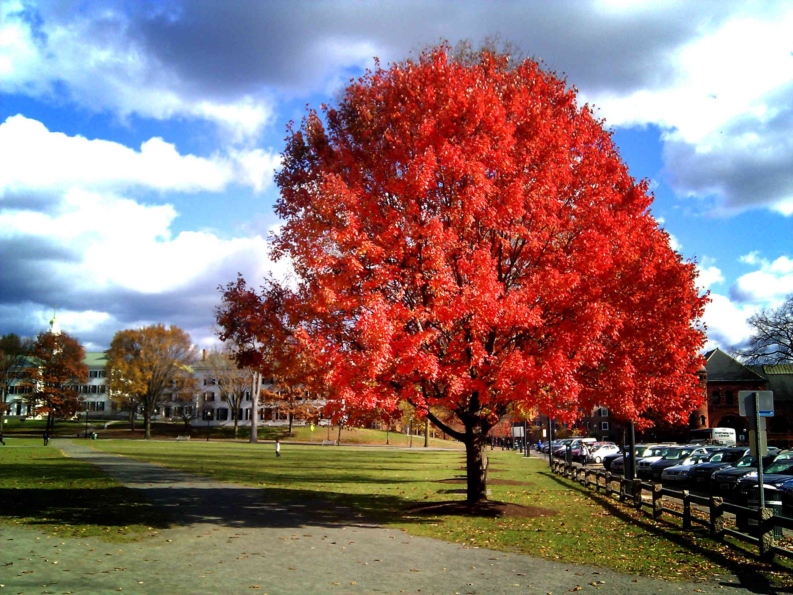 在停车场旁边的木栅栏附近的草地上，有一棵红色的枫树＂width=