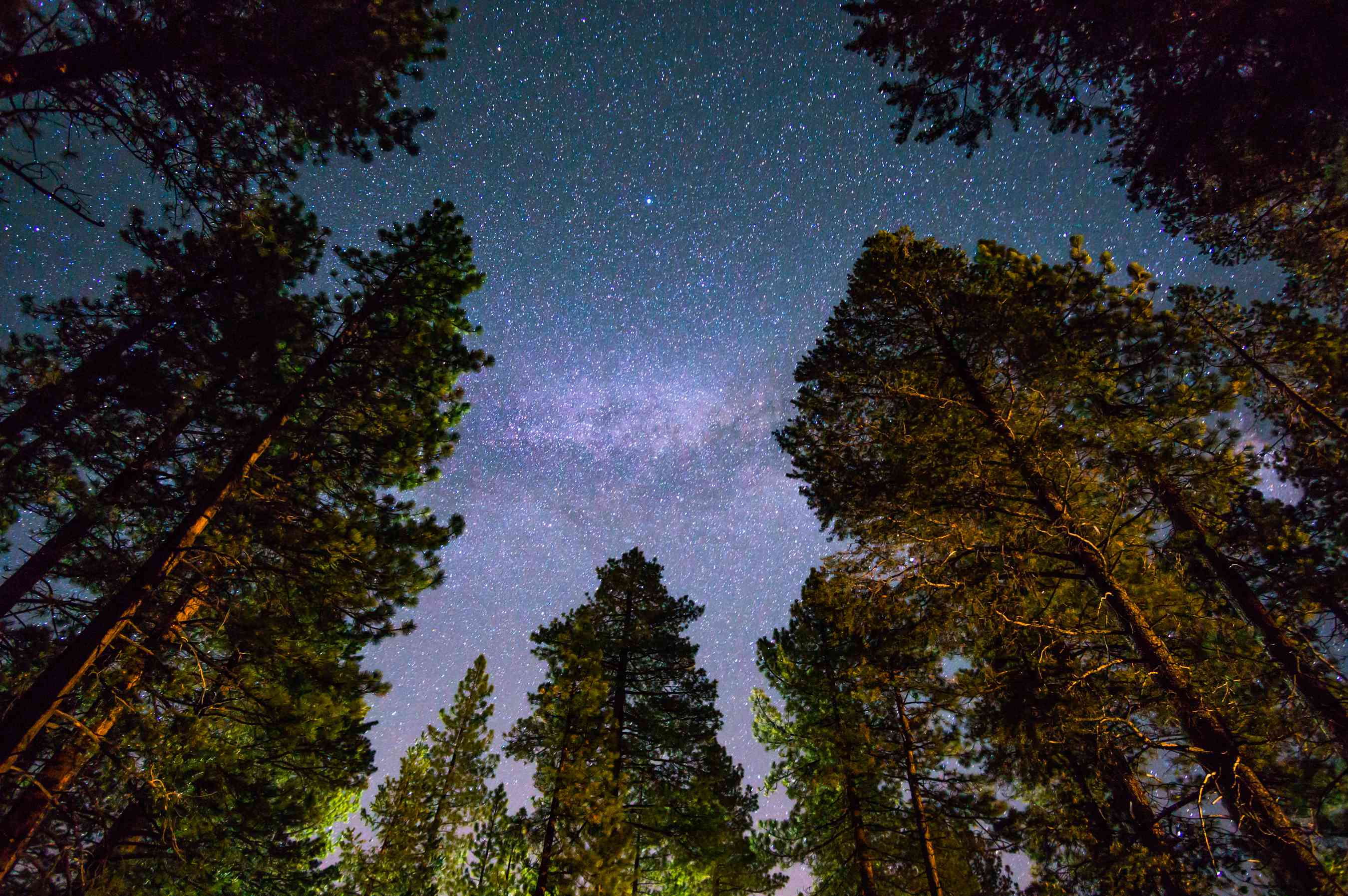 夜空下太浩湖的红杉树