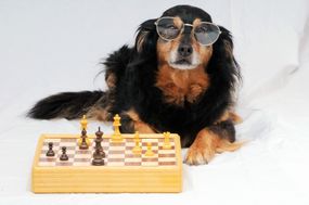戴着太阳镜的棕色狗在国际象棋板前伸展