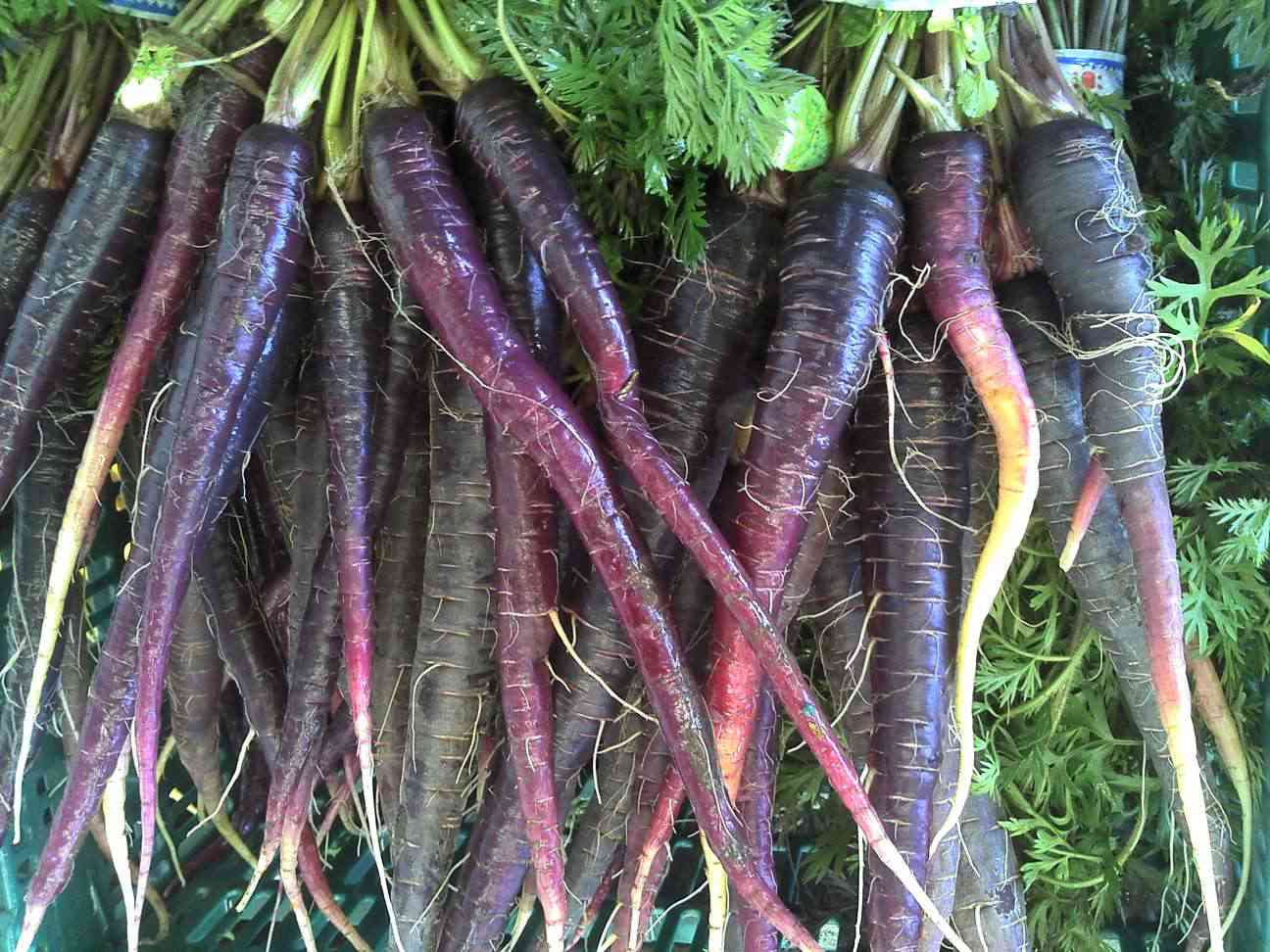 紫色胡萝卜