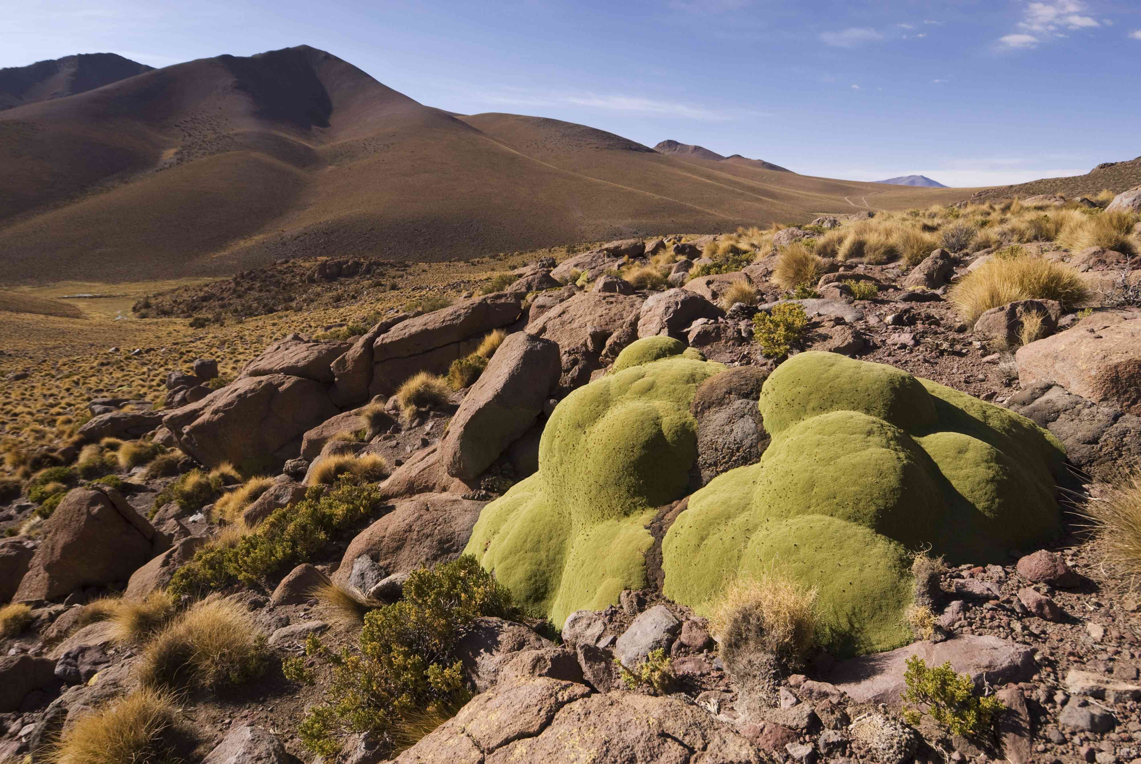 Yareta (Azorella致密部)