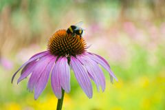 大黄蜂在紫锥菊紫红色的花头上吮吸花蜜