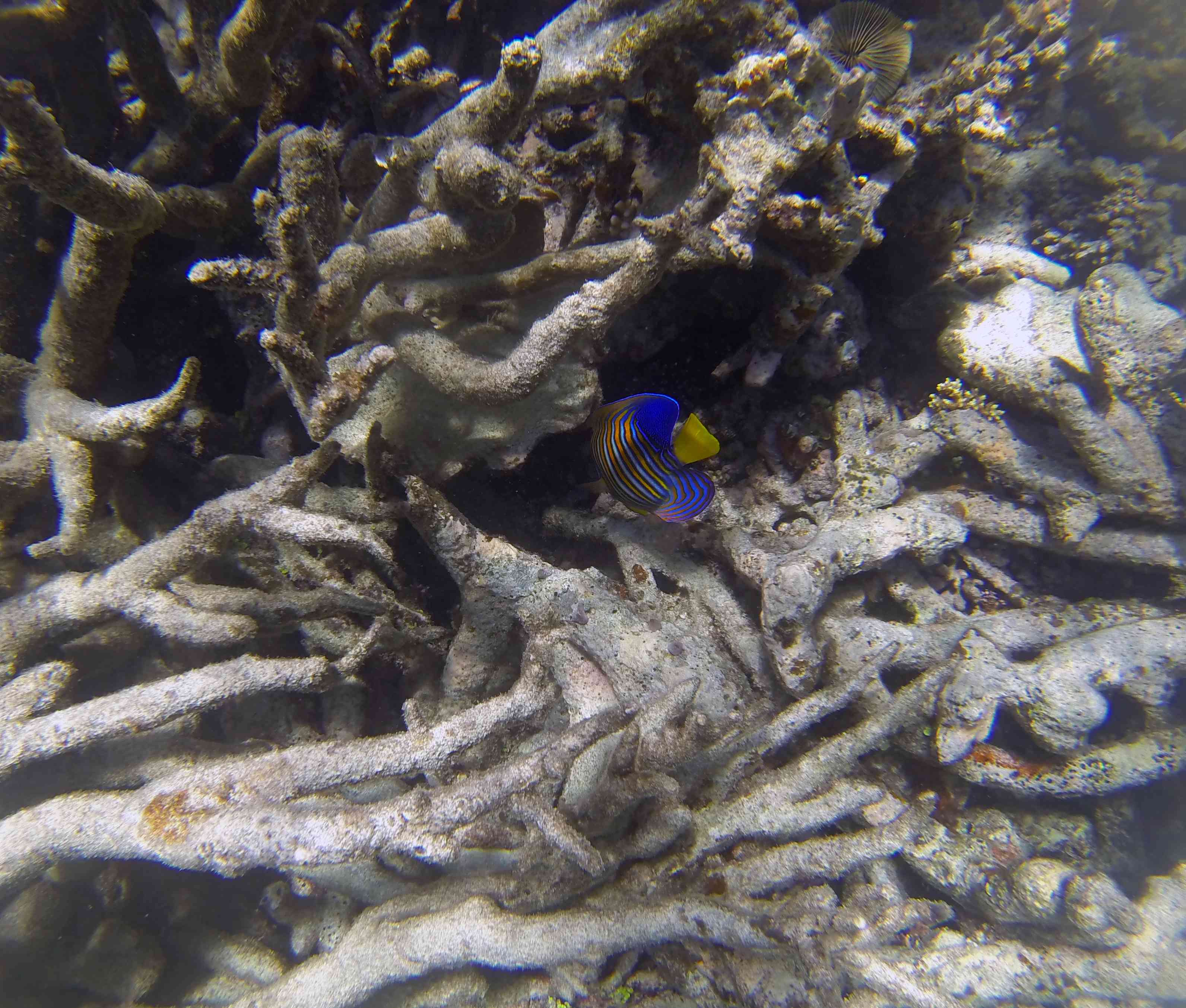 澳大利亚大堡礁的珊瑚白化