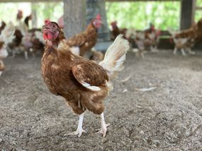 罗德岛红鸡在大鸡舍周围走动，鸡舍的地板是泥土