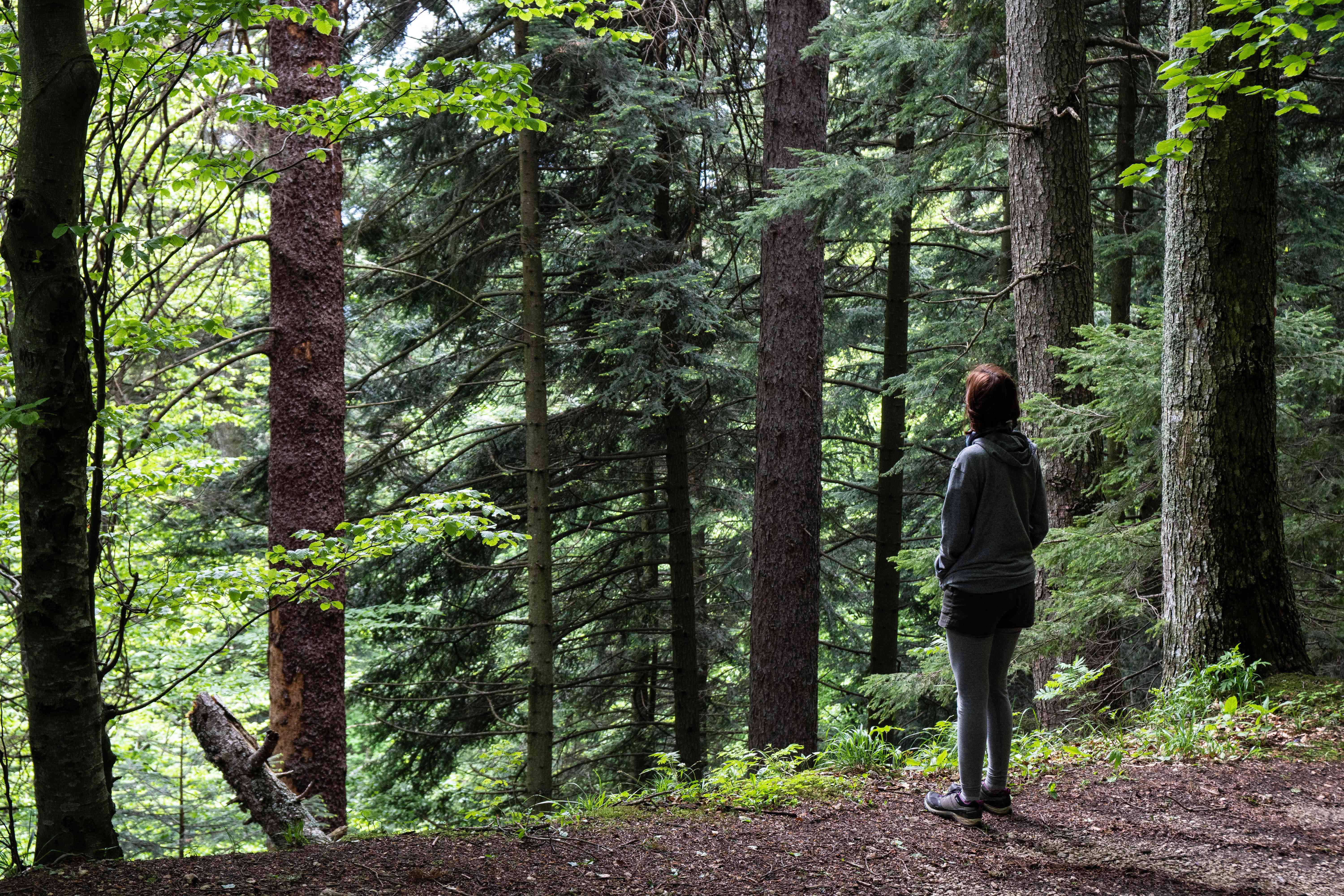 一个人站在茂密的松林中间的悬崖上