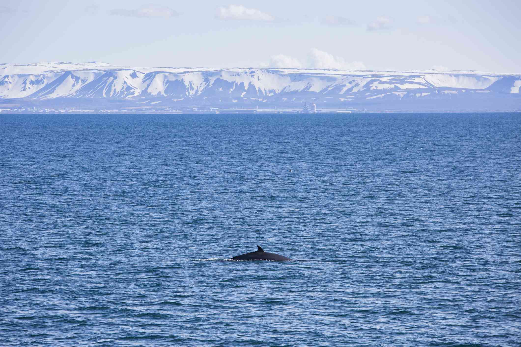 鲸鱼的后部穿过冰岛的蓝色水域，远处是雷克雅未克的白雪皑皑的山脉