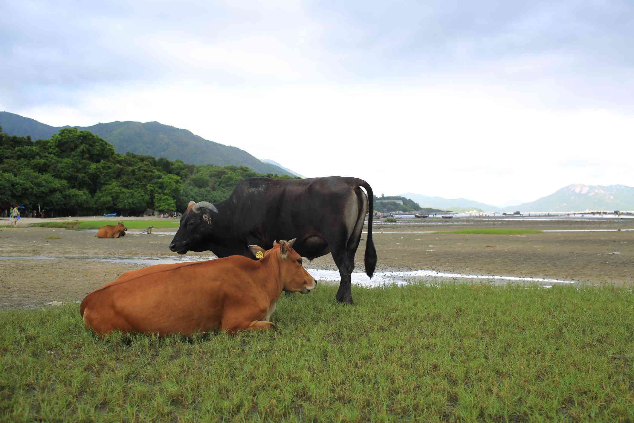 野生的黑色和棕色奶牛在开阔的草地上休息