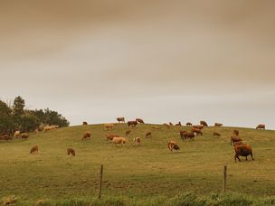 牛在烟熏天气中放牧