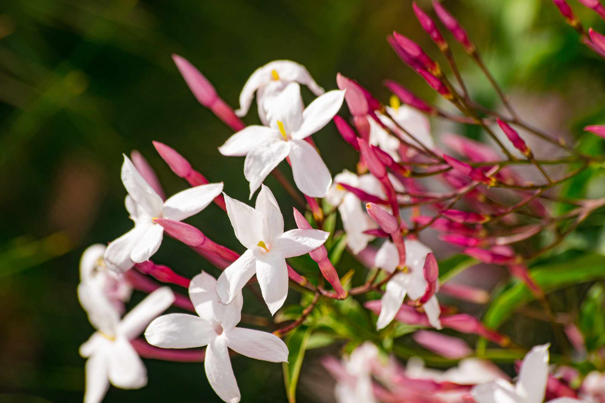 茉莉花(Jasminum officinale)，以绿叶为背景盛开