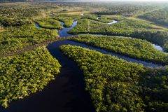 亚马逊雨林，森林，无人机射击