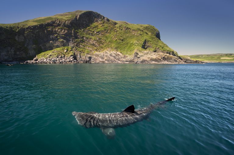 绿色覆盖的山丘前水面附近的一条bas鲨在水面附近游泳“class=